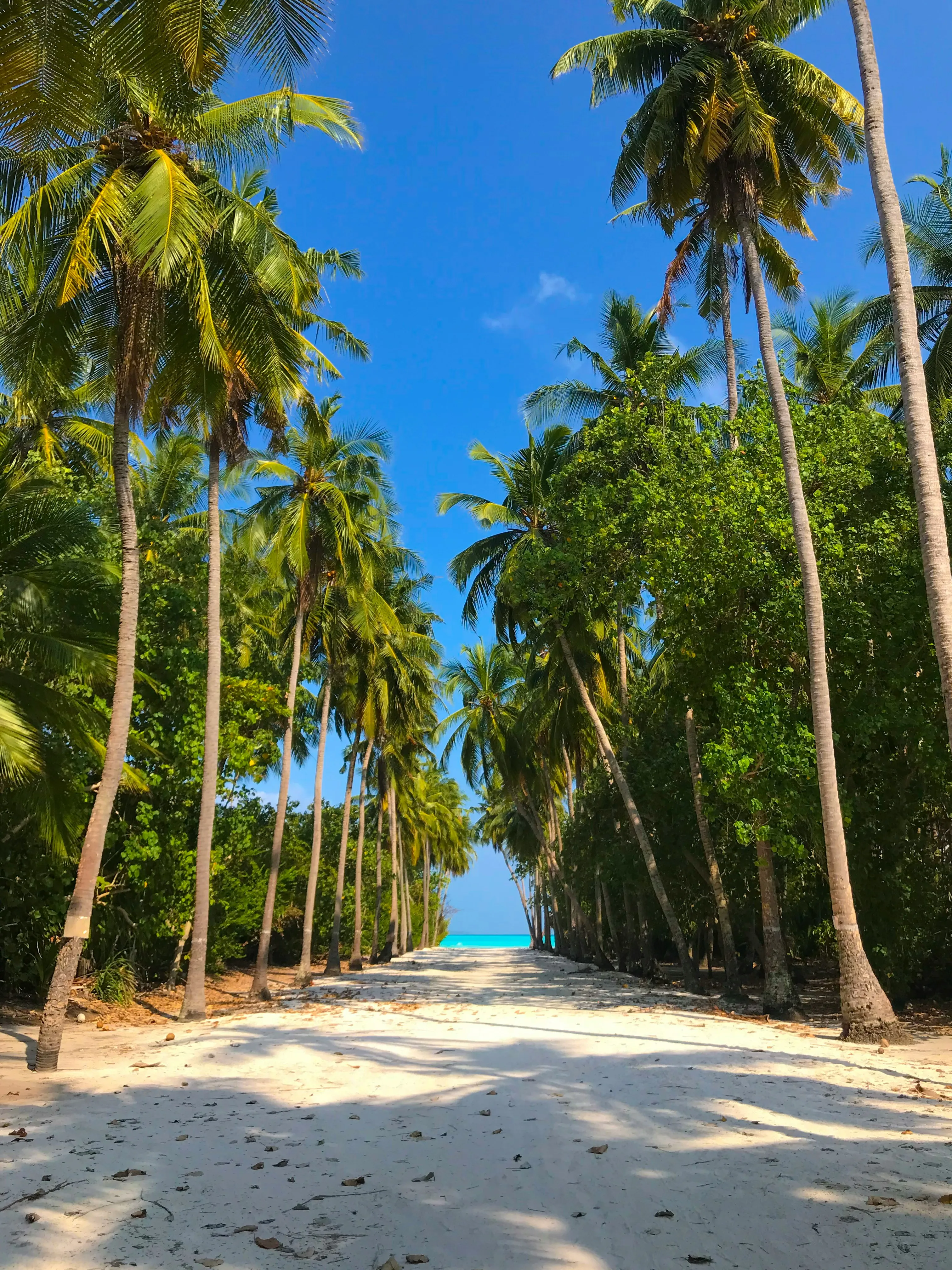 Sandweg zwischen hohen Palmen und grünen Bäumen unter blauem Himmel mit Blick auf das Meer