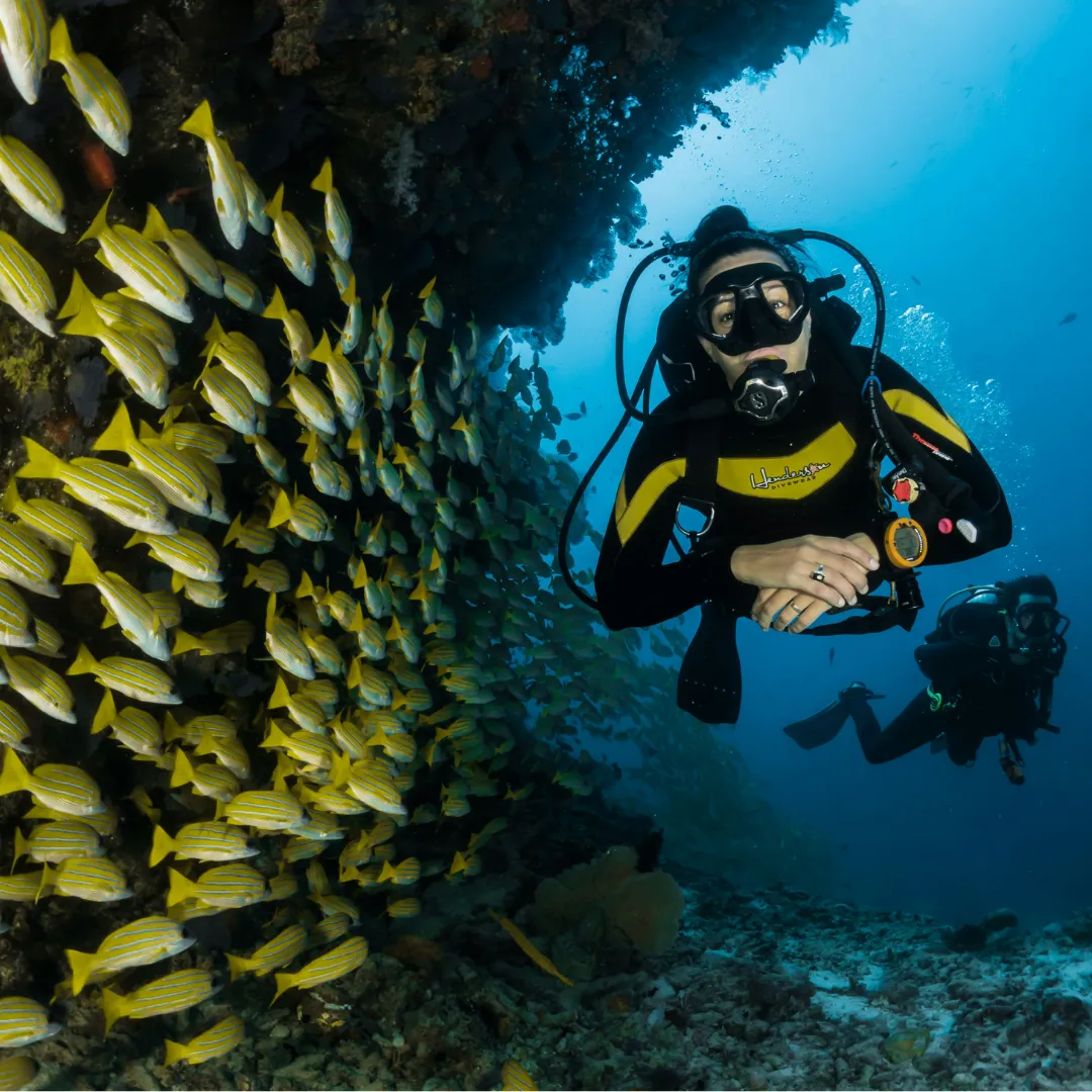 Taucher in schwarzem und gelbem Neoprenanzug schwimmt neben einem Schwarm gelber Fische vor einer Felswand unter Wasser